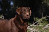 LABRADOR 952